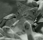 MelodyMaster's Avatar